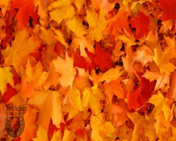 Autumn Escape 